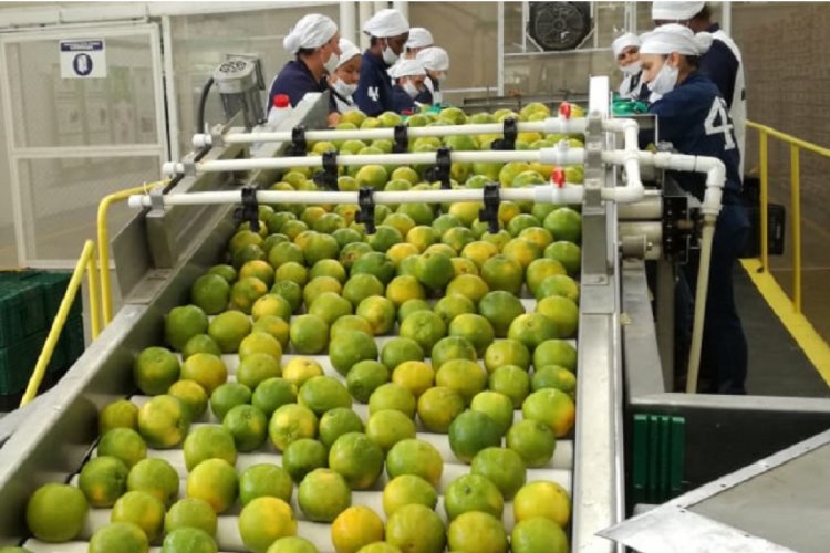 citricos exportacion citricos mexicanos limon arriba en mexico