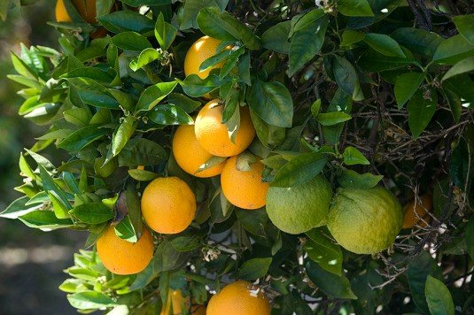 citricos mancha grasienta arboles afectados 1
