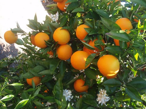 citricos principales cultivos 2