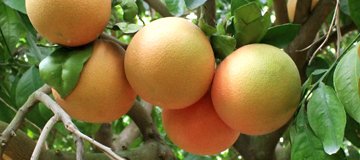 citricos principales cultivos 5