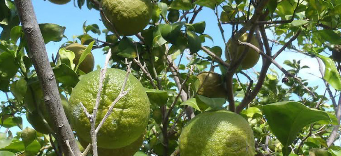 Naranja Agria De Gran Valor E Importancia En M Xico Citricos