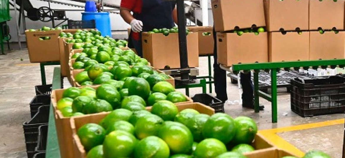 Dar Gobierno De Tabasco Apoyo A Productores De Lim N Y Pi A De