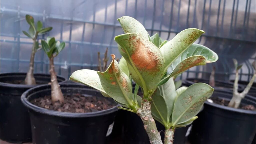 Abamectina Abamectina