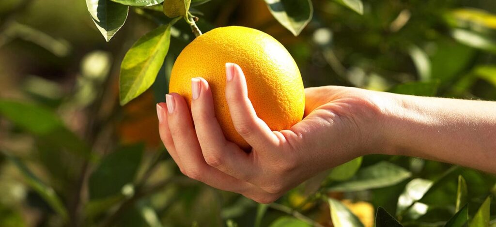 El futuro en exportaciones