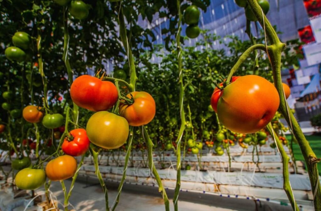 Expo- Agroalimentaria Guanajuato: porqué no puedes faltar Expoagroalimentaria-image
