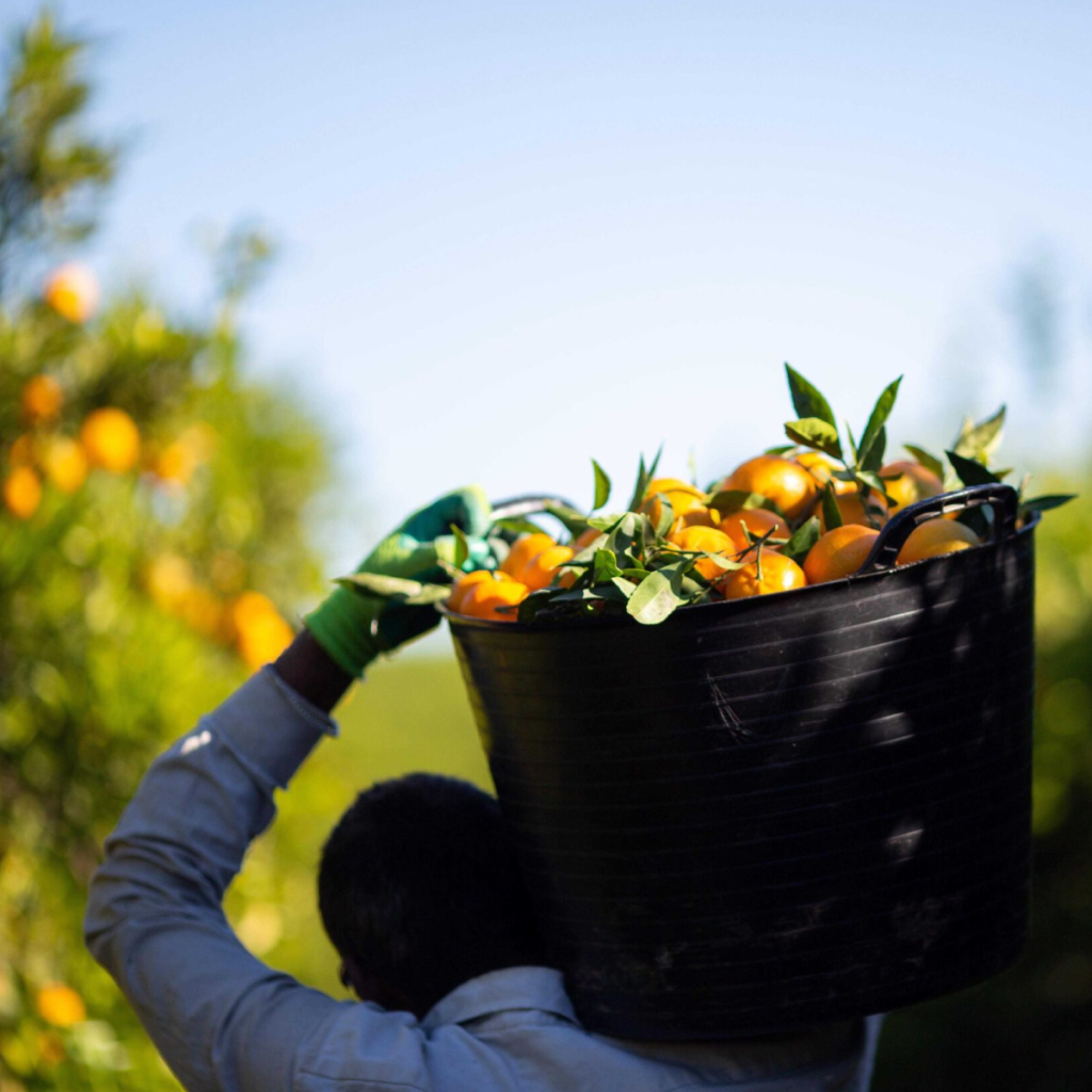 Nuevas normas fitosanitarias en la Unión Europea ponen de cabeza a los importadores de cítricos