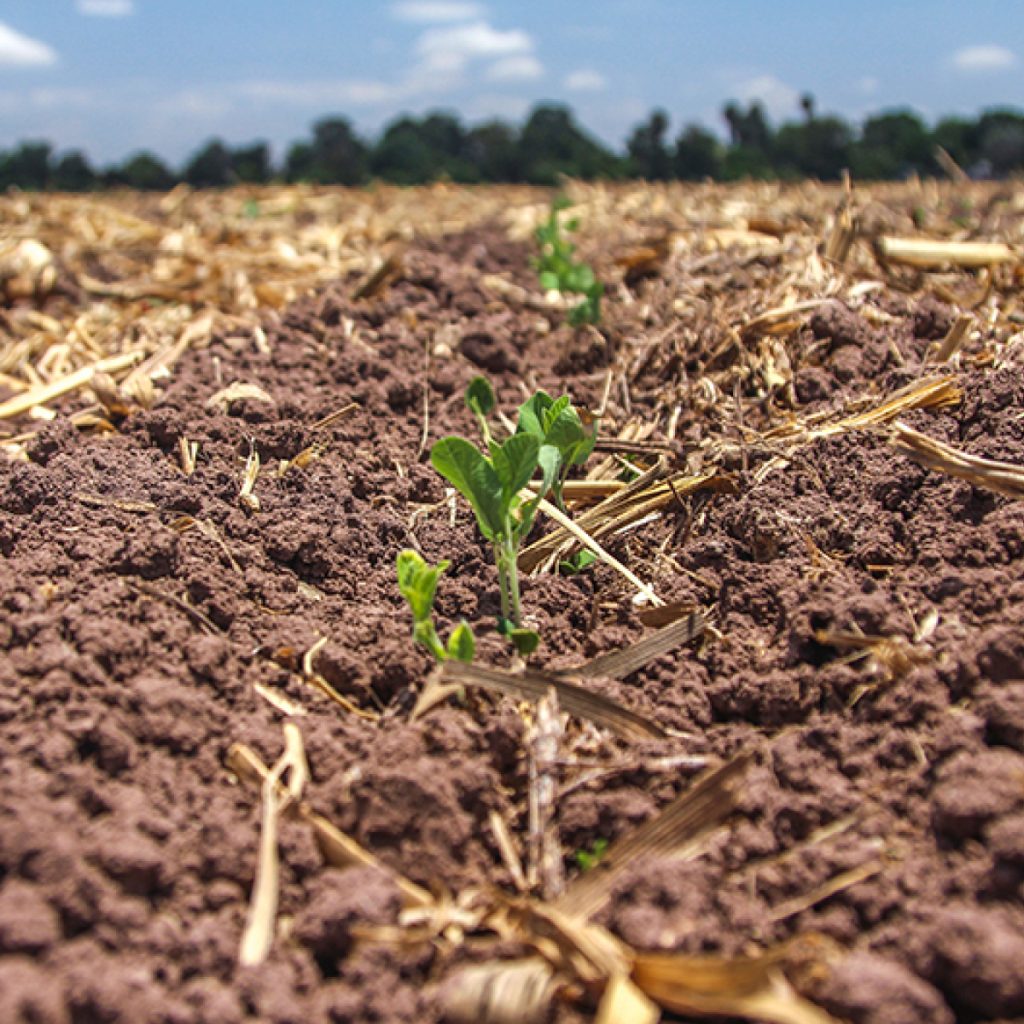Estrategia Nacional de Suelo para la Agricultura Sostenible, factor para la autosuficiencia alimentaria