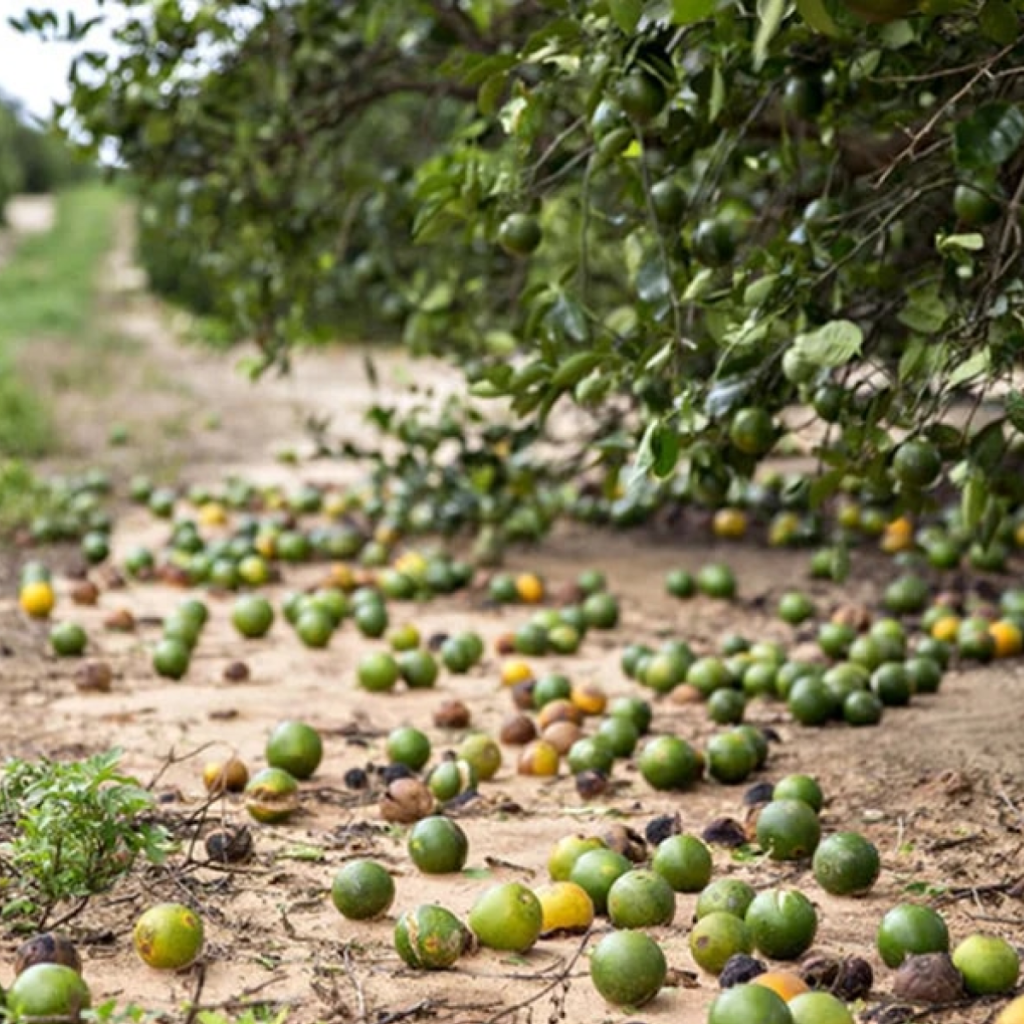 Situación de los productores de cítricos en Florida, tras el paso de “Ian”