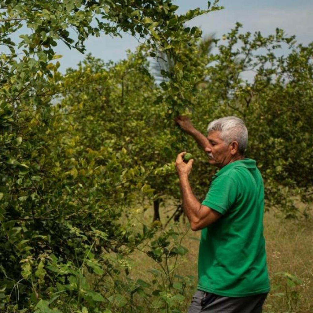 Renacerá empacadora de limón de la Costa de Oaxaca, solamente falta apoyo de los gobiernos