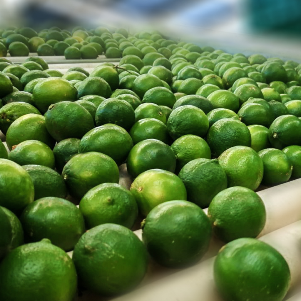 Limón de Veracruz con presencia en Qatar