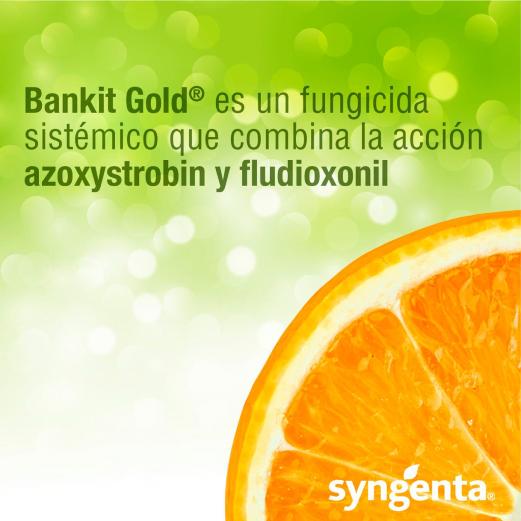 Bankit® Gold, el fungicida protector para cosechar limpio, cítricos con calidad de exportación