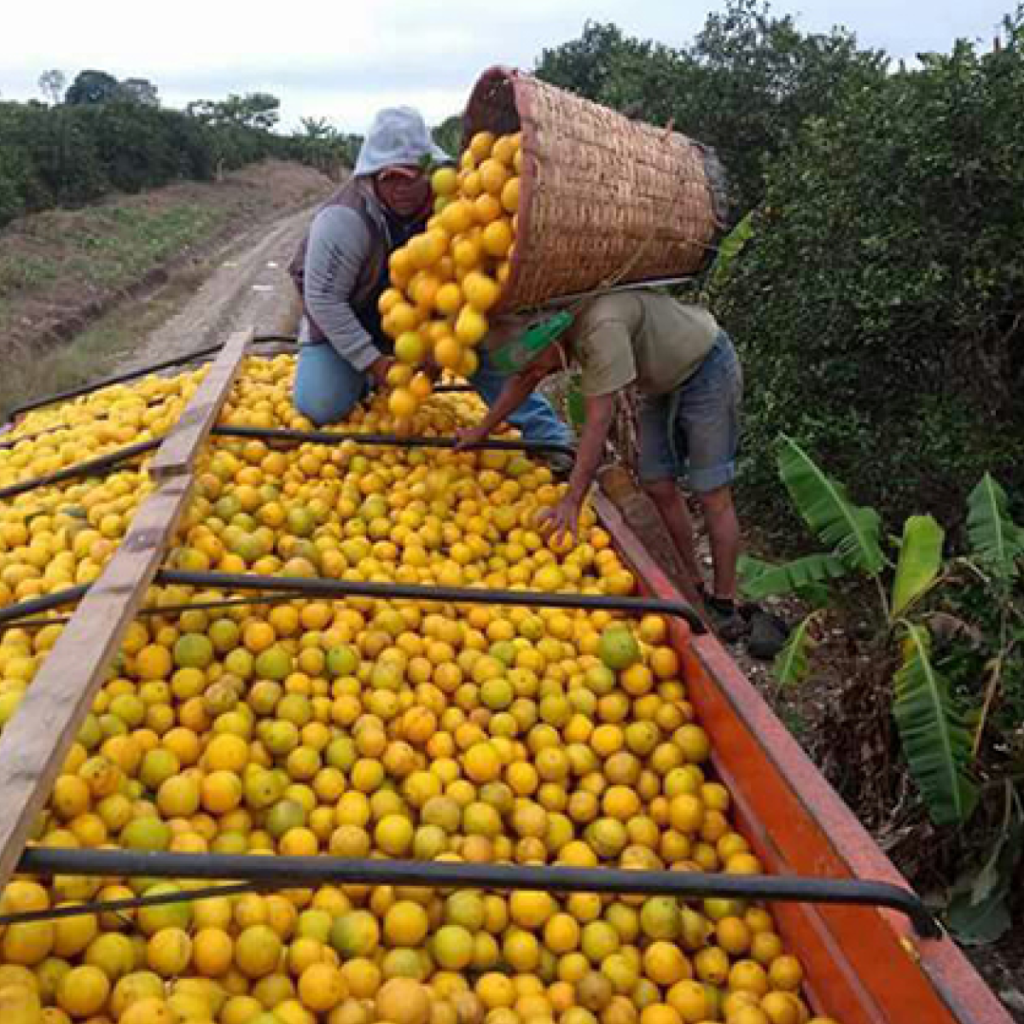 En constante riesgo viven cortadores de naranja
