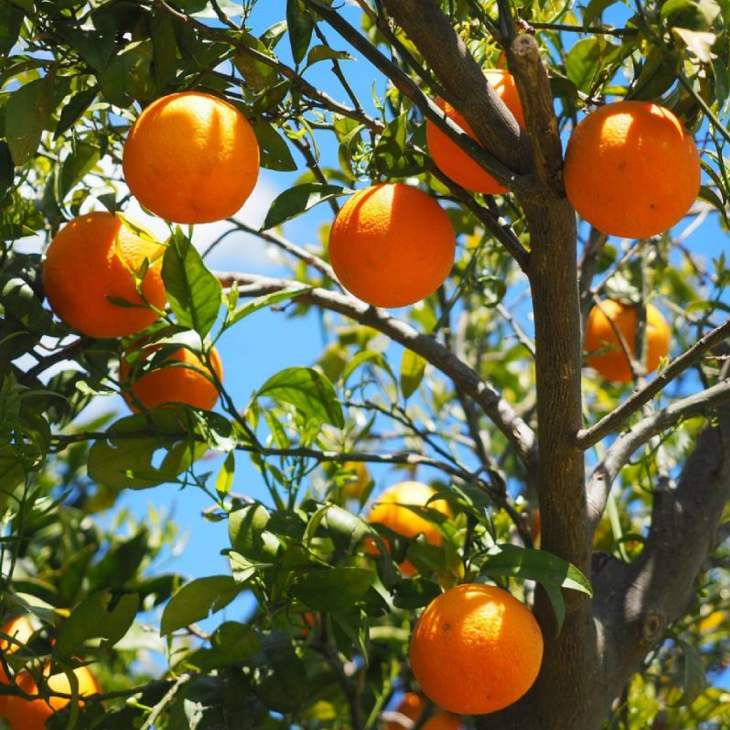 Madre naturaleza parece dar tregua a la citricultura de Florida y precios se mantienen estables
