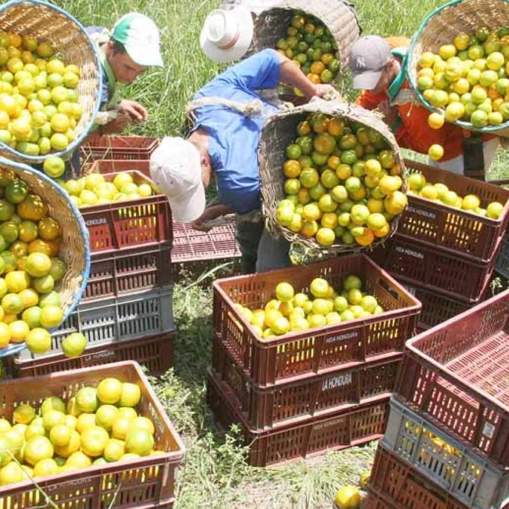 Apoyarán a productores que quieran introducir naranja orgánica en Veracruz
