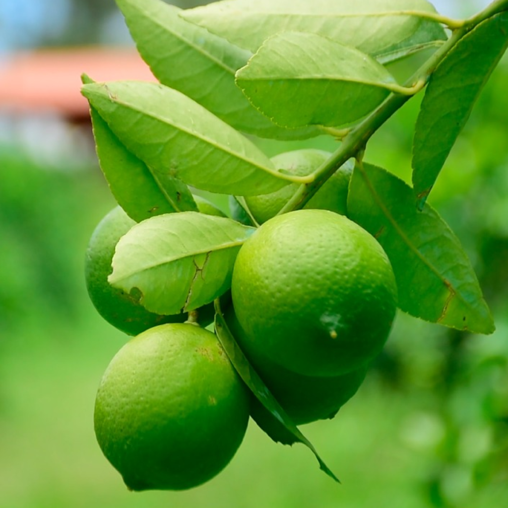 La zona citrícola de Huimanguillo, Tabasco