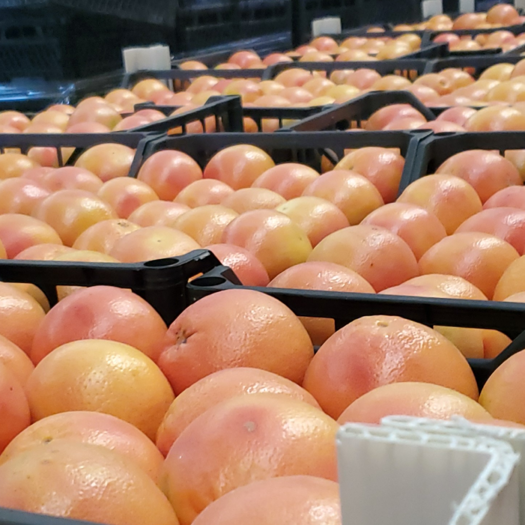 Mercado y comercio mundial de la toronja/pomelo