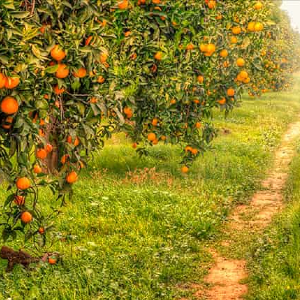 La citricultura de Florida, motor económico vital en el estado