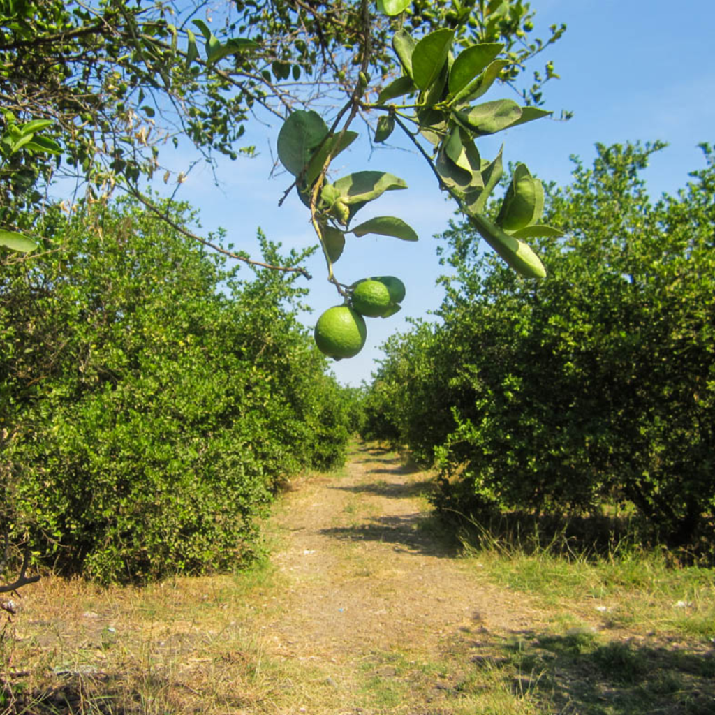 Estiaje y altas temperaturas generan complicaciones en las huertas de limón