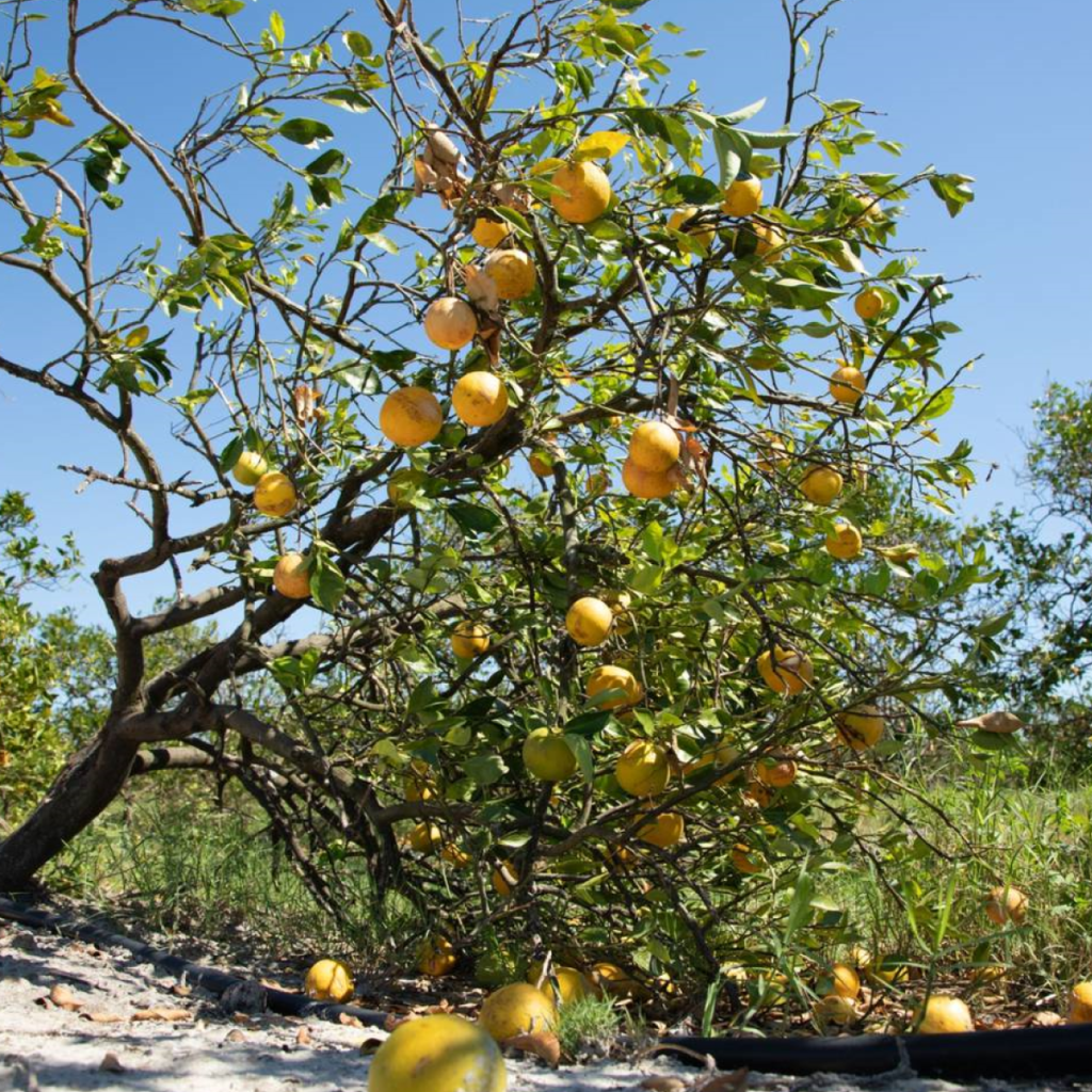 El jugo de naranja congelado ha repuntado casi al doble de su valor en un año