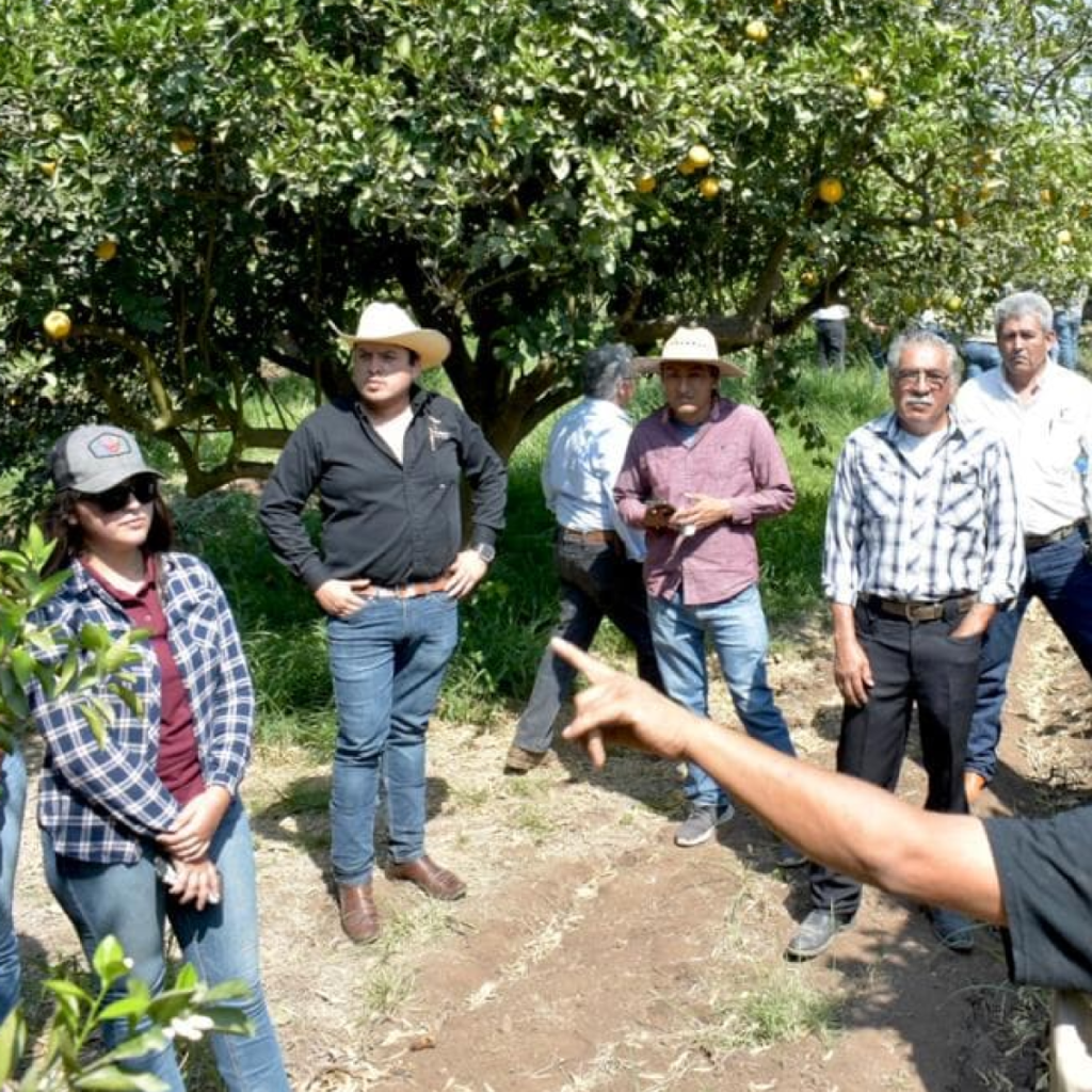 Citricultores de Tamaulipas se capacitan en estrategias de manejo del HLB en los cítricos