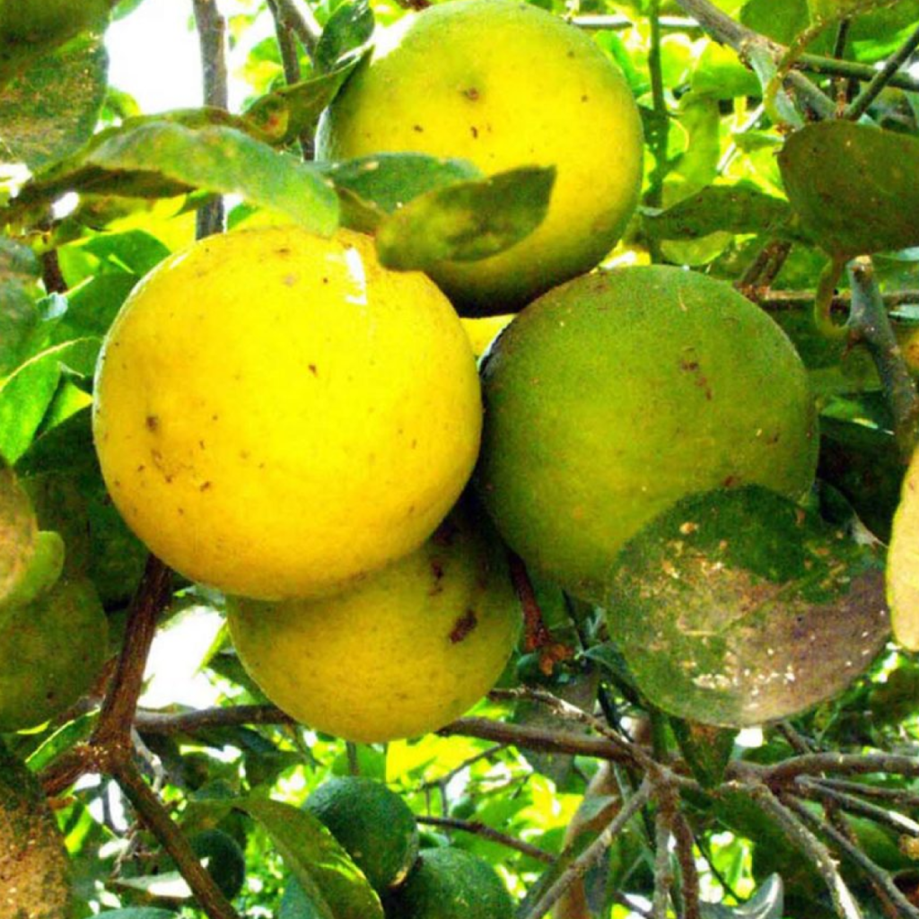Productores de Baja California preocupados por la presencia del Dragón Amarillo en Tecate