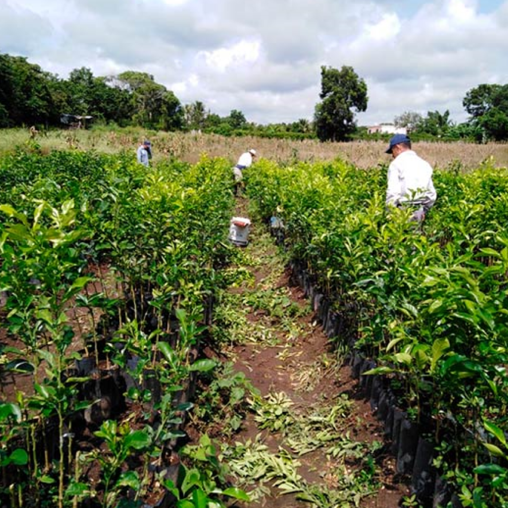En la sierra de Misantla, Veracruz, el cultivo de limones está acabando con el café