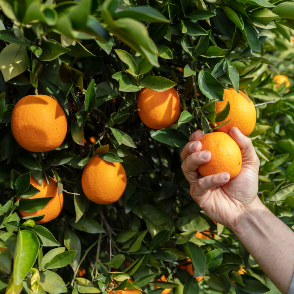 Municipios del norte de Veracruz lideran la producción orgánica de naranja