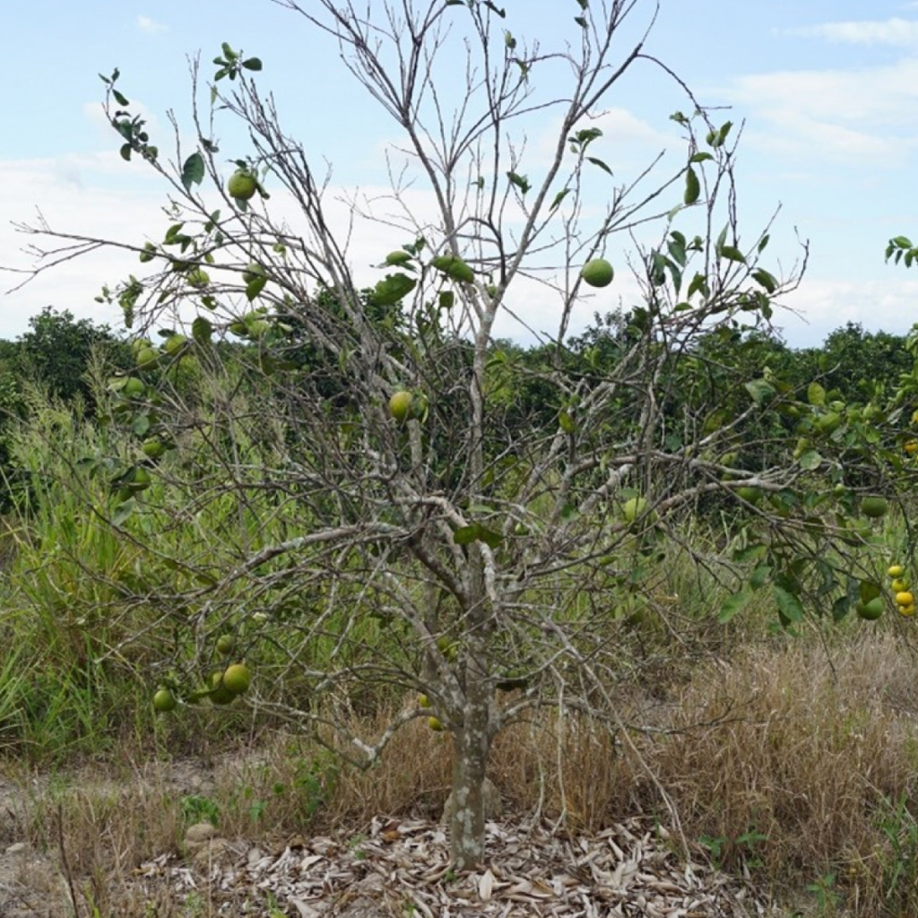 INIFAP-Yucatán colabora en muestreo para detectar nuevos focos de Virus de la tristeza en cítricos