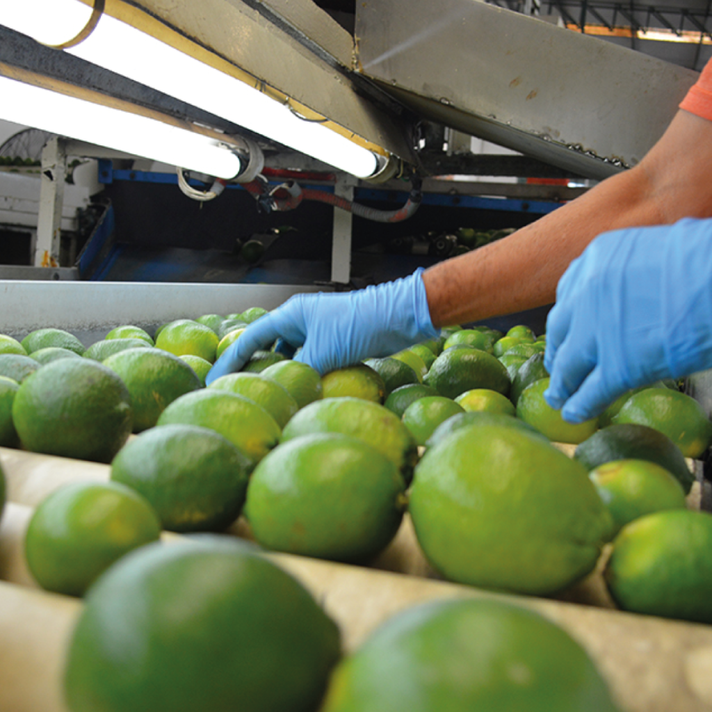 Ni programas ni apoyos, se requiere regularizar los precios de los cítricos