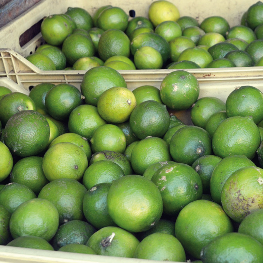 Productores de limón de Colima esperan una producción de más de 400 mil toneladas