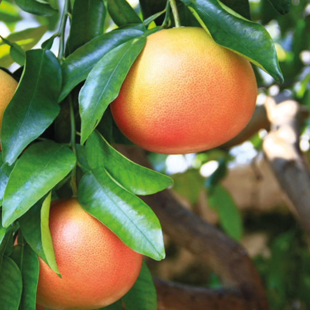 En abril se regista un ligero repunte en producción de toronja