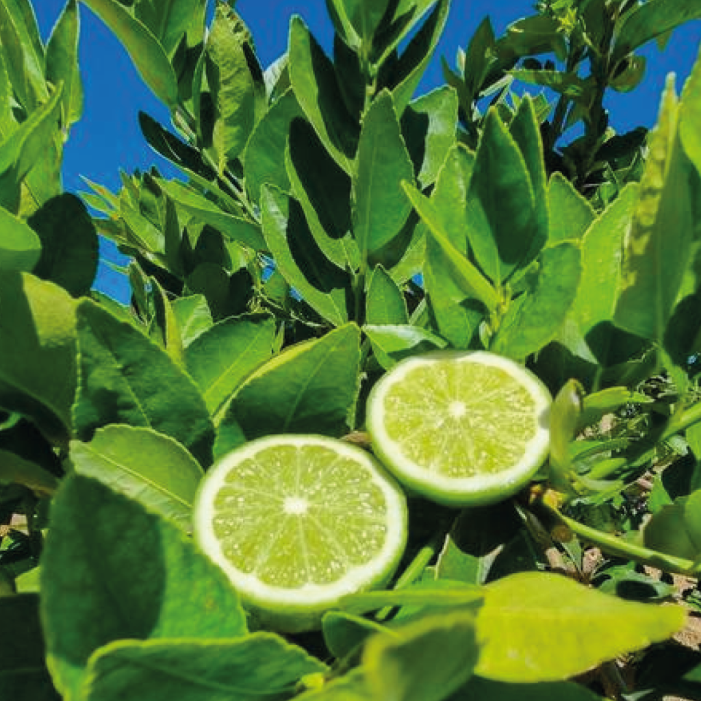 Impulsan en Guanajuato la producción de limón con 168 mil plantas sembradas