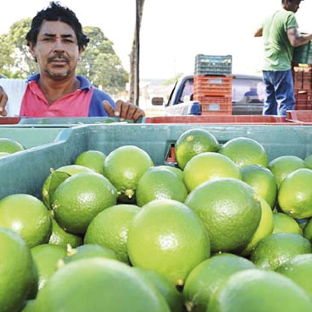 Falta de recursos federales pone en riesgo la sanidad en la citricultura de Veracruz