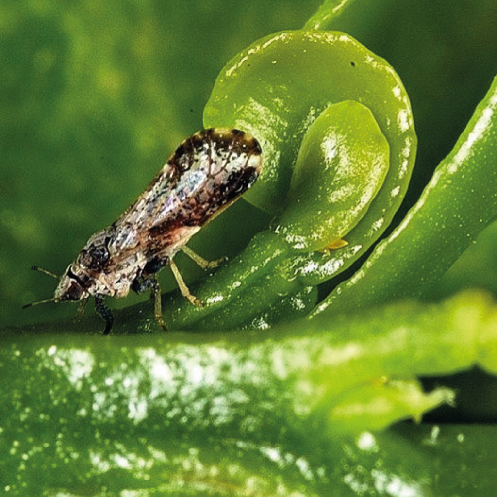 Bajo control fitosanitario, dragón amarillo en Colima