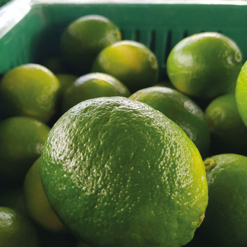 Asociación de productores de limón de Colima anuncia su nueva directiva