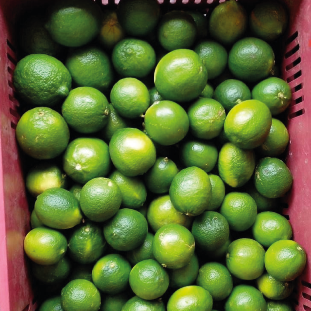 En ascenso el precio del limón persa en Veracruz