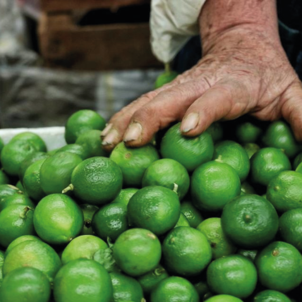 Regresan amenazas y extorsiones contra productores de limón en México