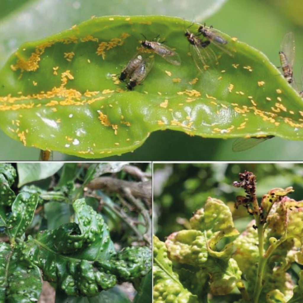 Incidencia de plagas y enfermedades obligan a los citricultores a buscar otras opciones