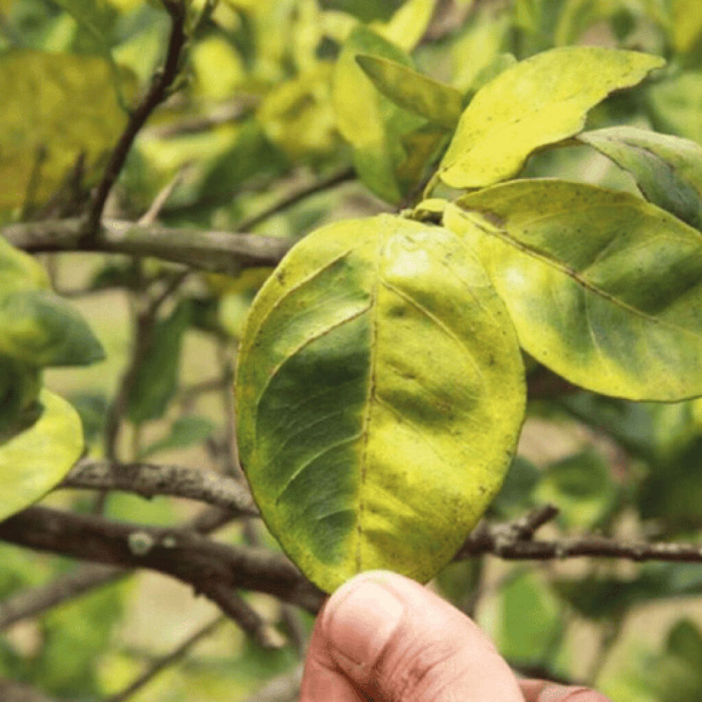 Continúan los reportes por afectaciones en cultivos de cítricos por el HLB