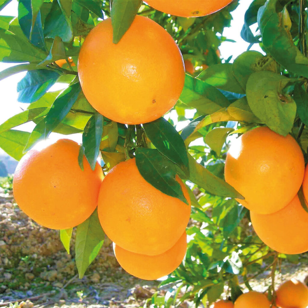 Padecen citricultores de Veracruz, precio de la naranja, en cambio el del limón aumenta, pero la producción es escasa