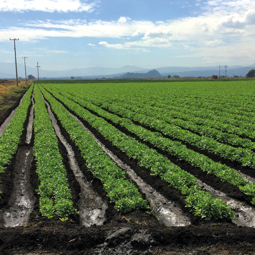 Requiere citricultura veracruzana instalar sistemas de riego y alternativas al sistema de comercialización