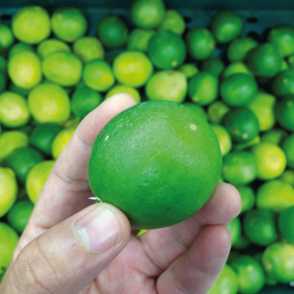 Octubre es el mejor mes para la comercialización de limón persa y naranja