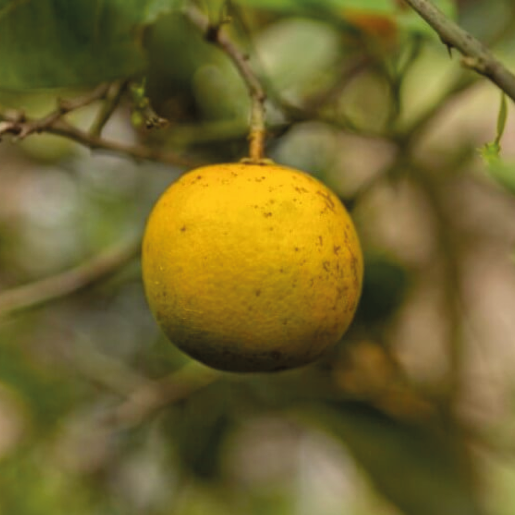 Citricultores no se dan por vencidos ante el HLB y le siguen apostando al cultivo