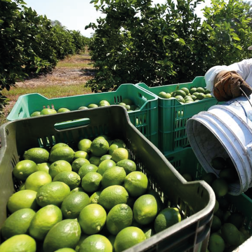 México sigue siendo productor principal de cítricos en el mundo, según el Panorama Agroalimentario 2023
