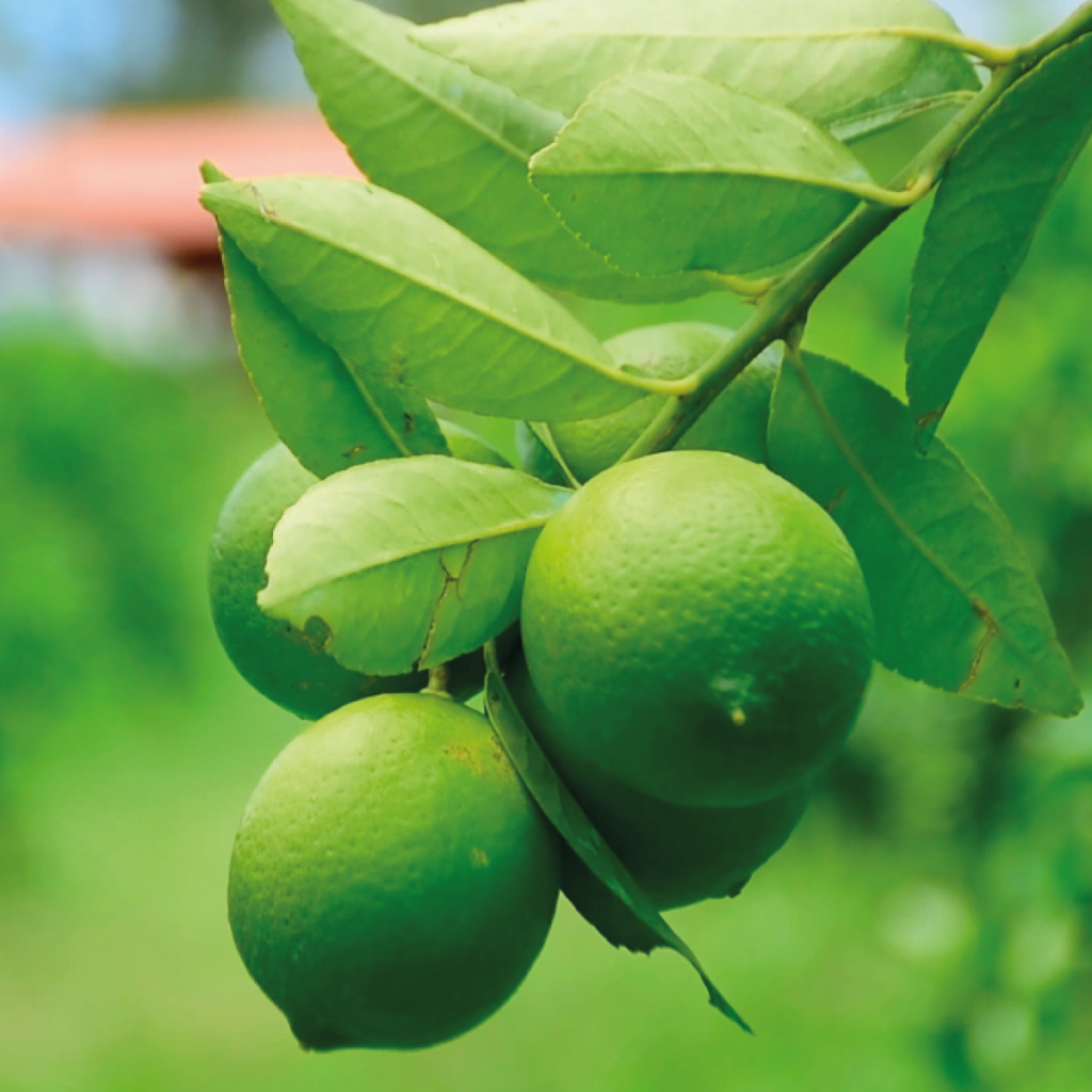 Cosecha de limón aumenta 4.9% en Octubre