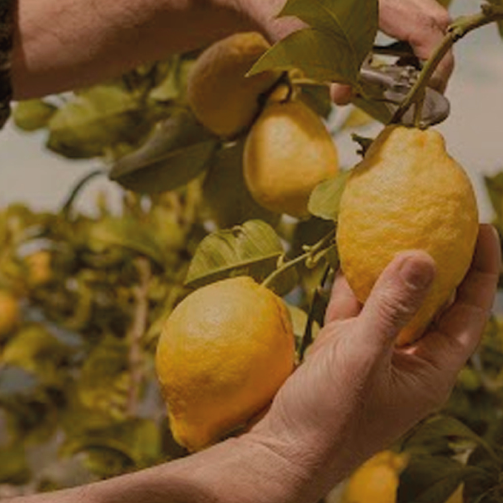 Cítricos de la huasteca potosina tendrán menor rendimiento y calidad